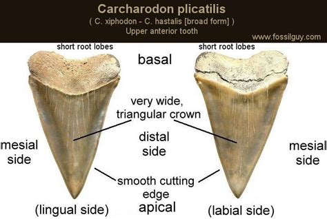 carcharodon plicatilis.